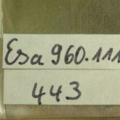 Setting Lever, mounted, for ESA / ETA 960.111 – Part 443 – NOS – image 2