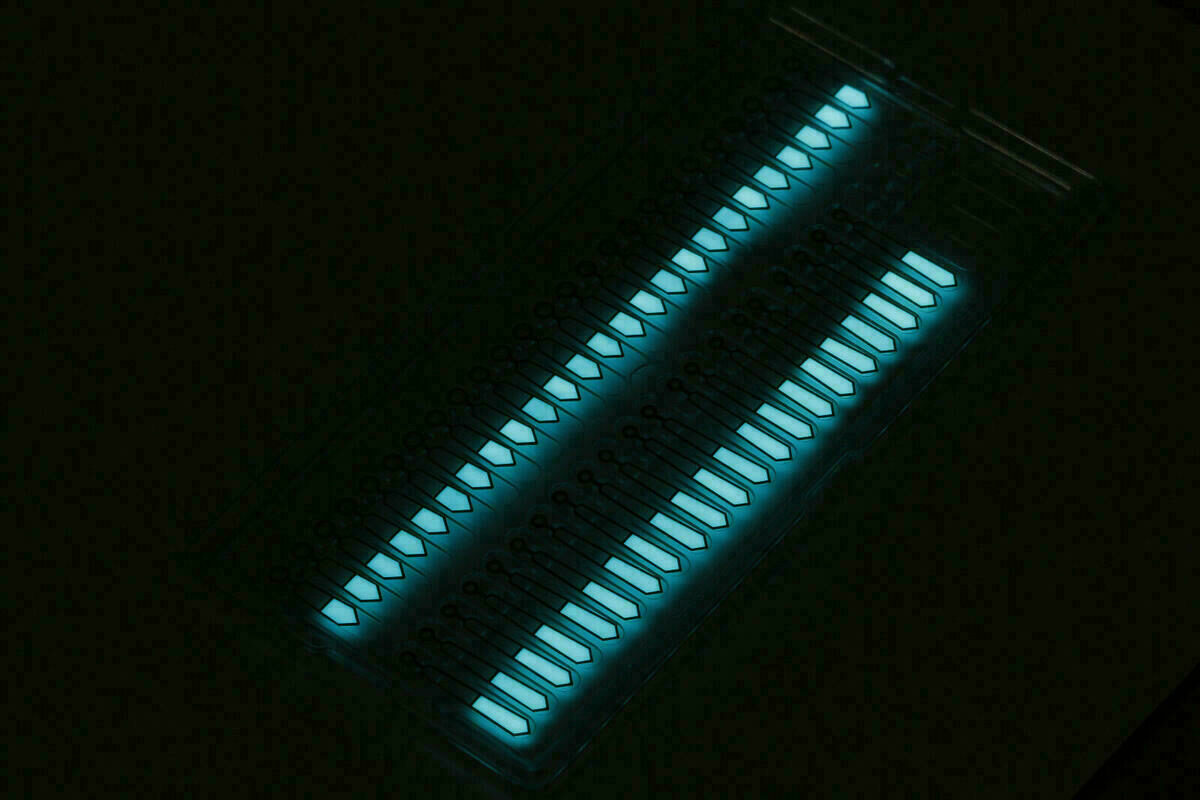Set di lancette per ETA 2824-2 2801-2 2804- 2834-2 2836-2 SW220 SW200 11/16/16mm BGW9 – immagine 3